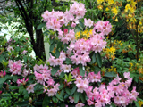 Rododendron